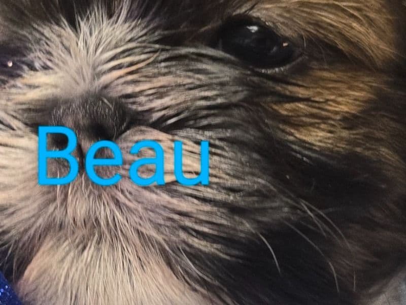 Beau primary photo