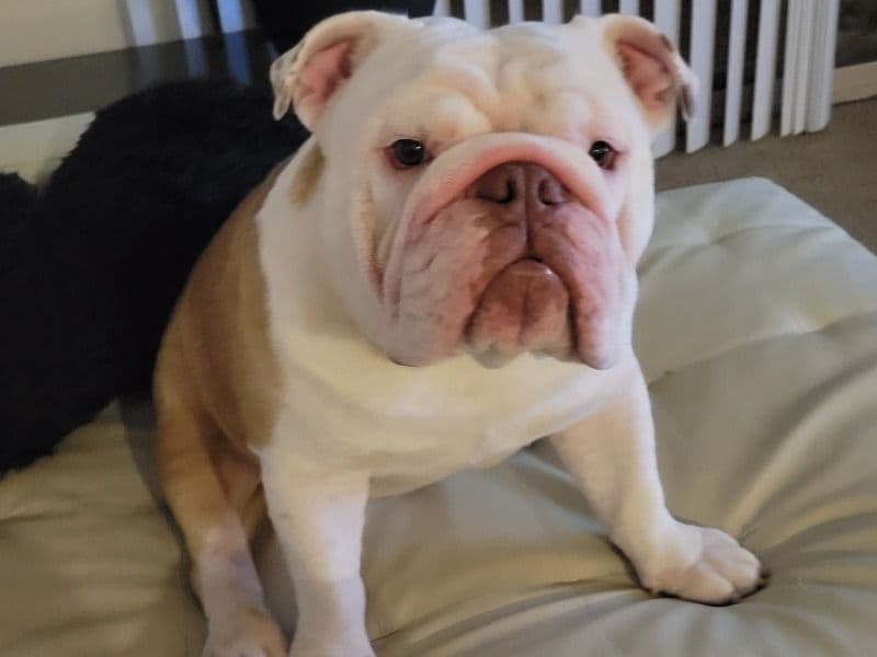 Magoo primary photo