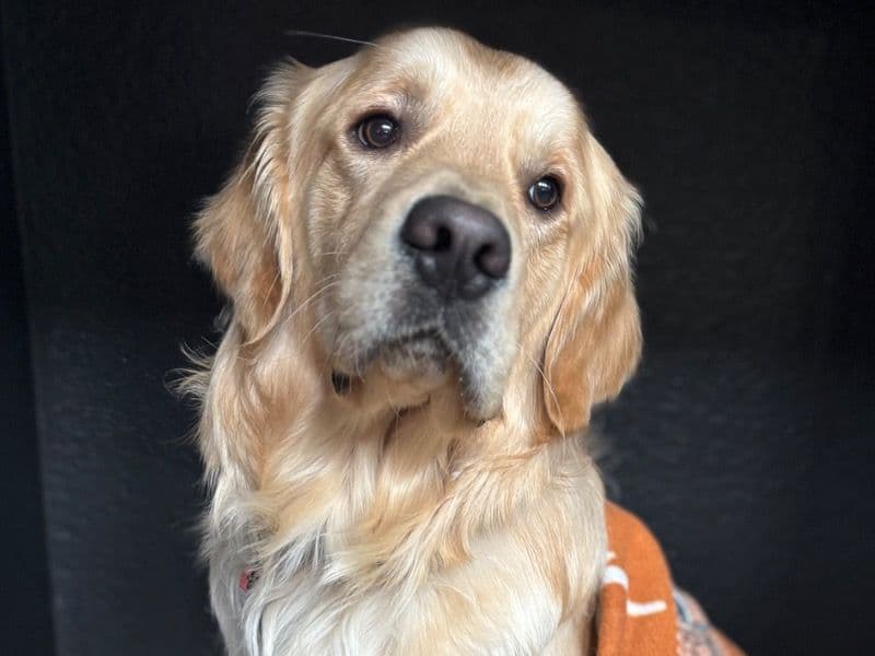 Nacho primary photo