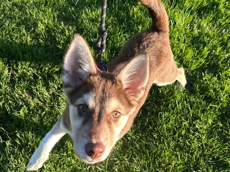 Mocha primary photo