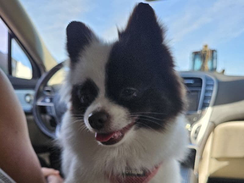 Lola primary photo