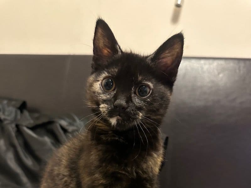 Cookie primary photo
