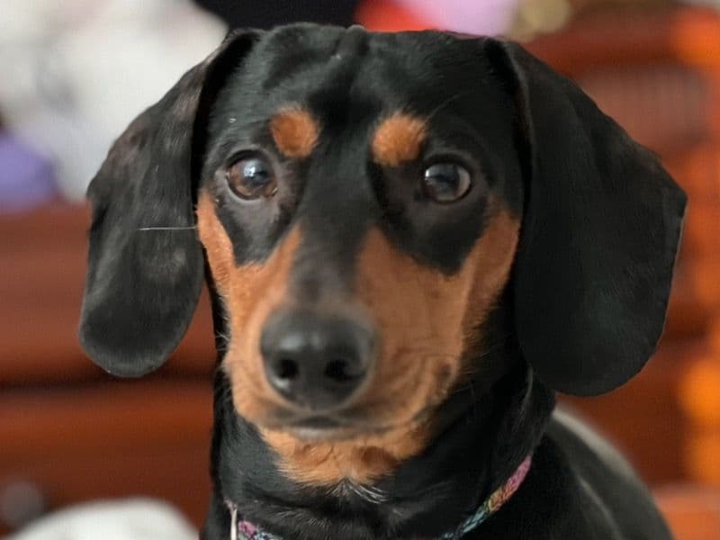 Archie primary photo