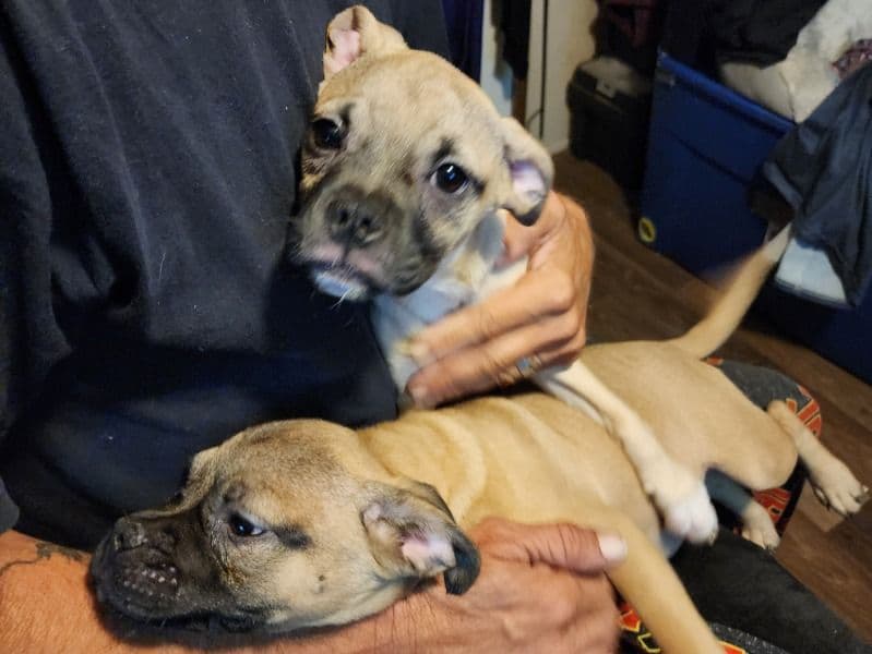 Pug Puppies primary photo