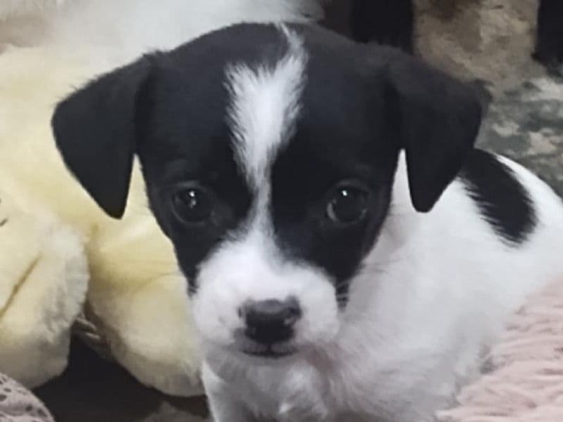 Pepper primary photo