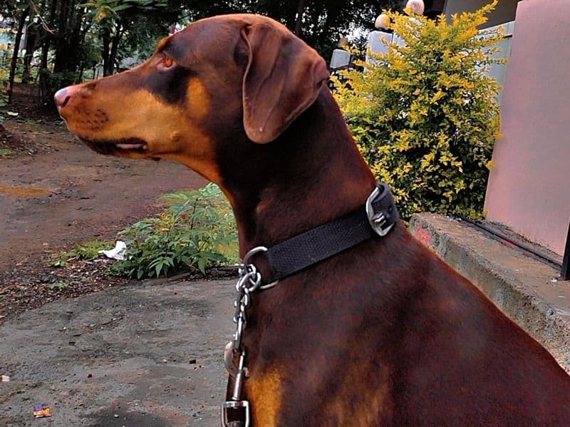 Coco primary photo