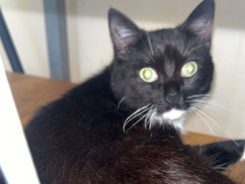 Gizmo primary photo