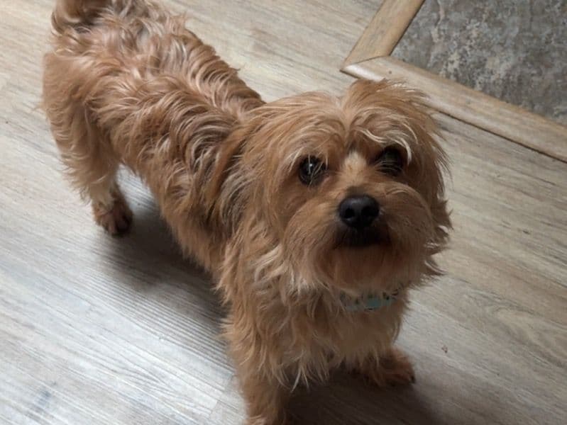 Milo primary photo