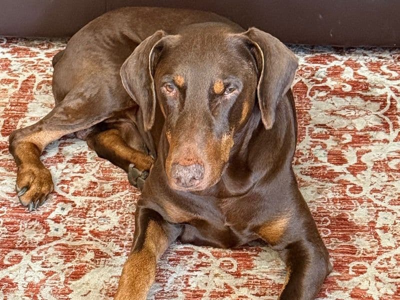 Bruno primary photo