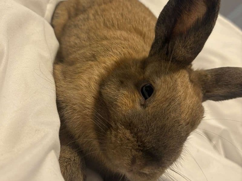 Binky primary photo