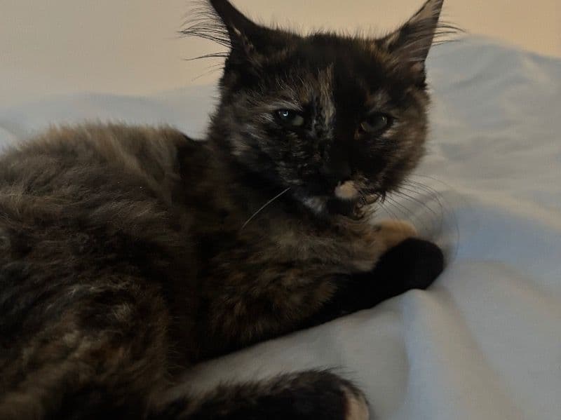 Suki primary photo