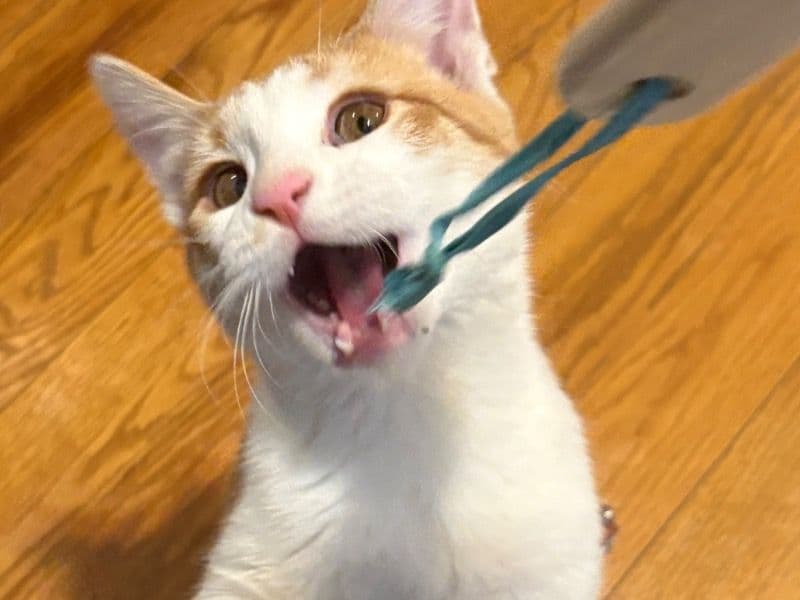 Mr. Whiskers primary photo