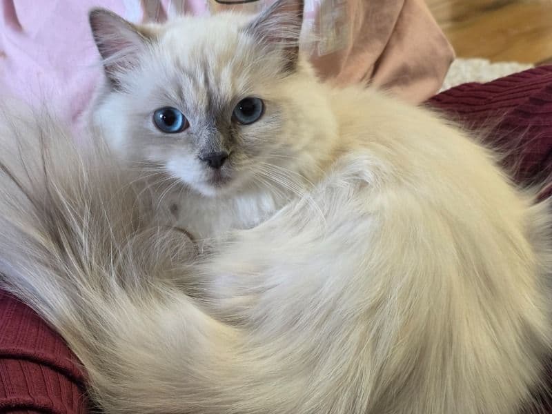 Coco primary photo