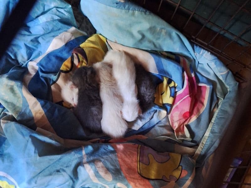 Pooki primary photo