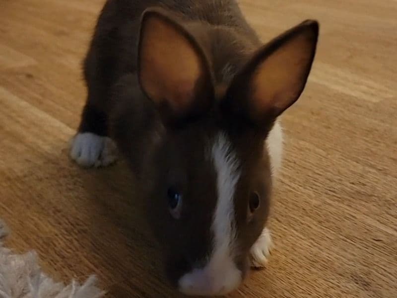 Moose primary photo