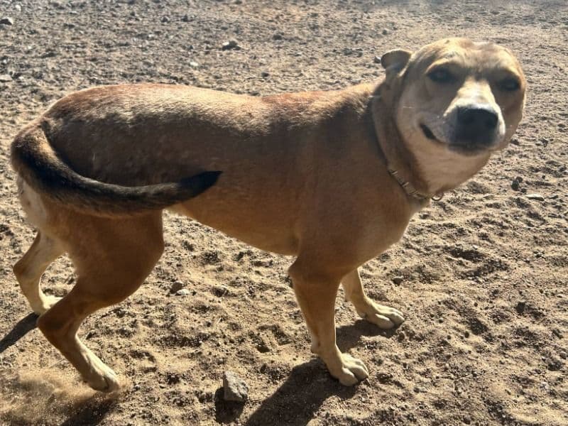 Mocha primary photo