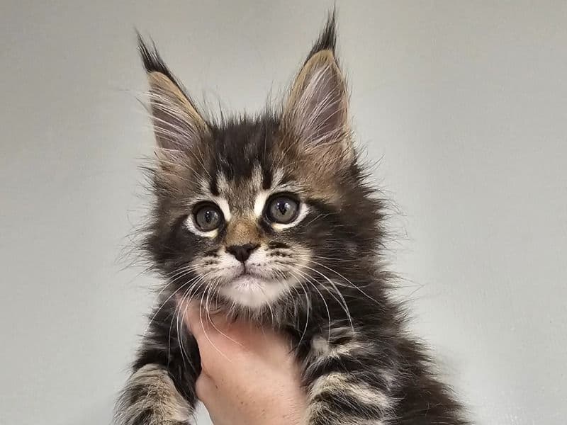 Cookie primary photo