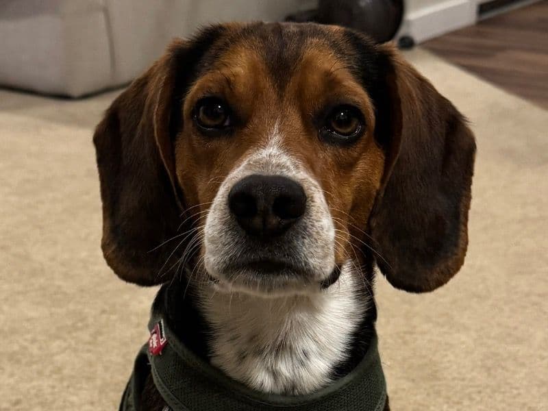 Milo primary photo