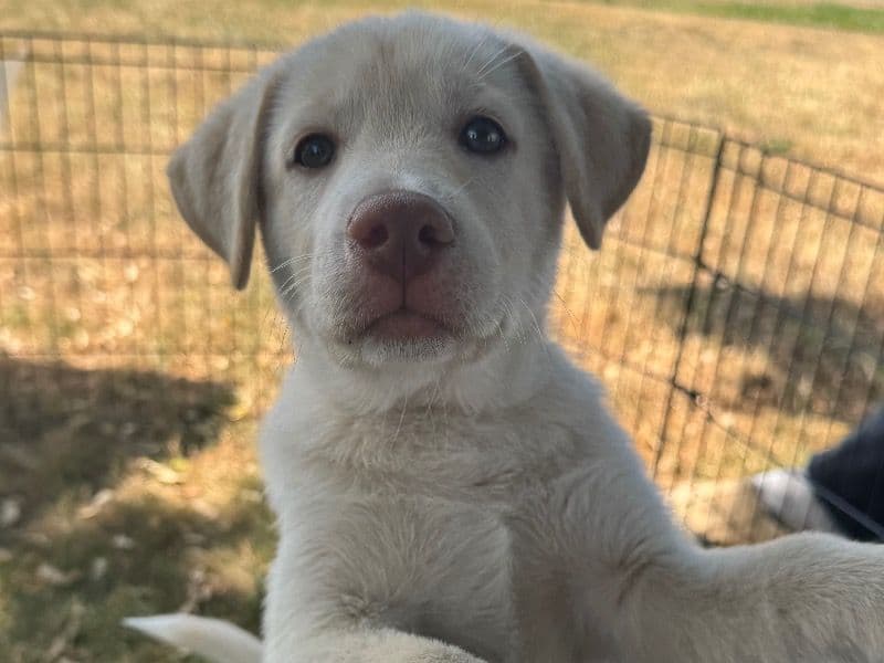 Labsky Male primary photo