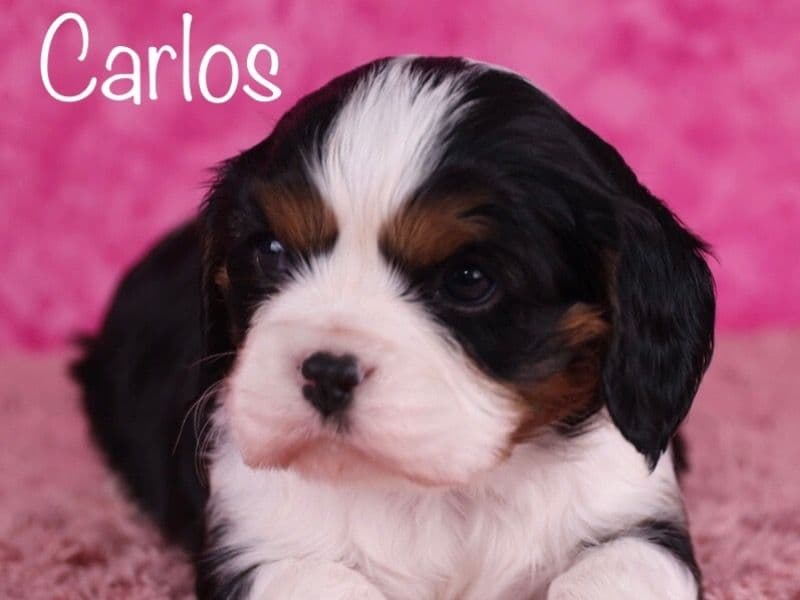 Carlos primary photo