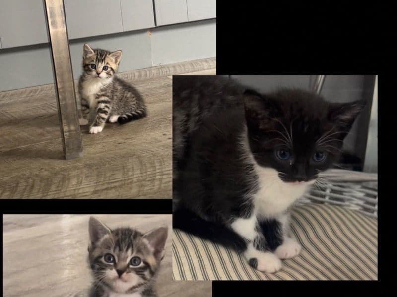 4 Girl Kittens primary photo