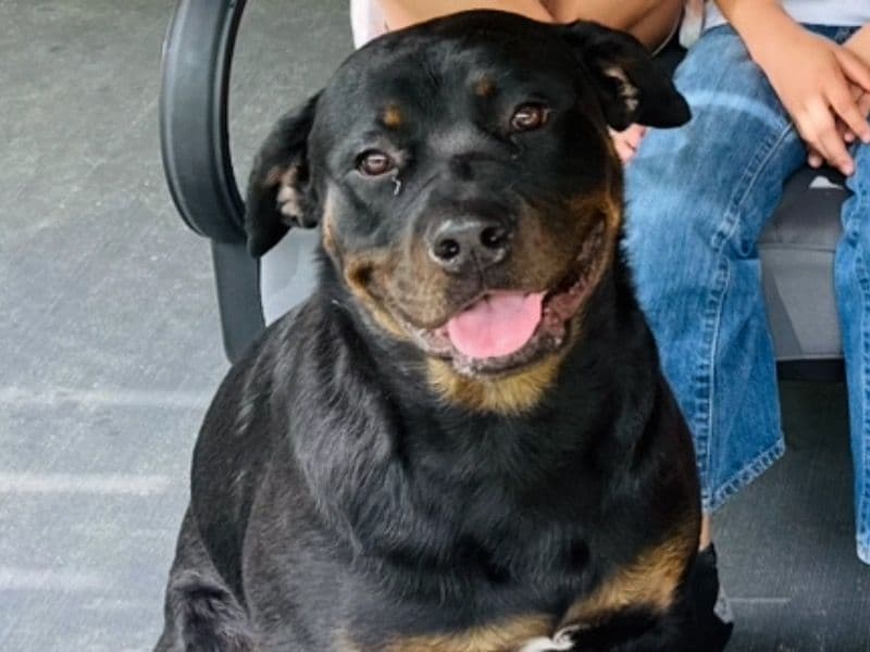 Xena primary photo