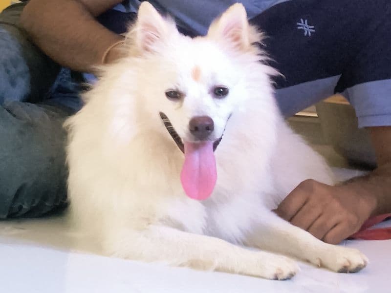 Mylo primary photo