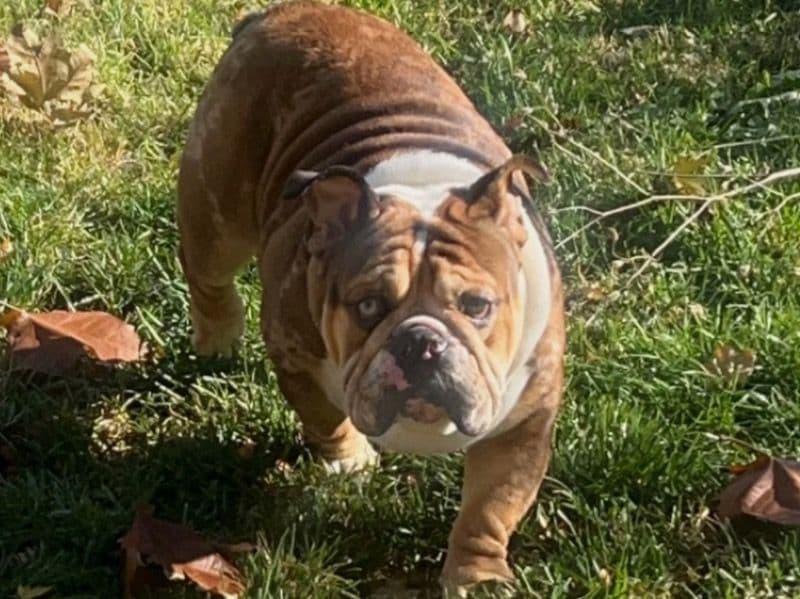 Chubbs primary photo