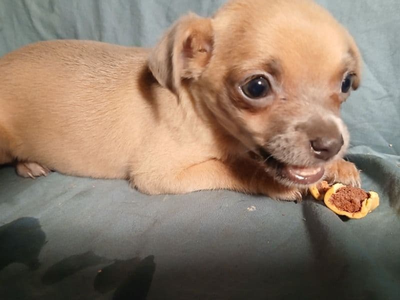Pup Pup primary photo