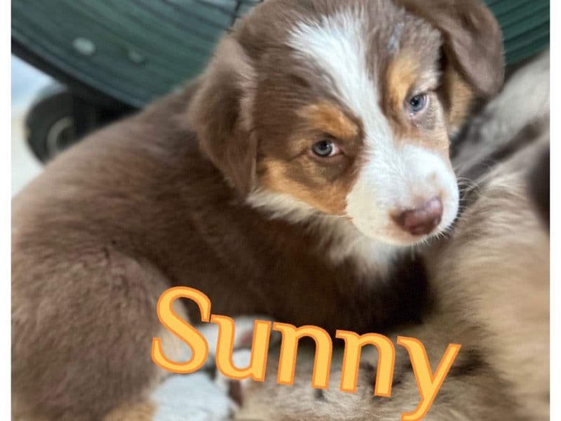 Sunny primary photo