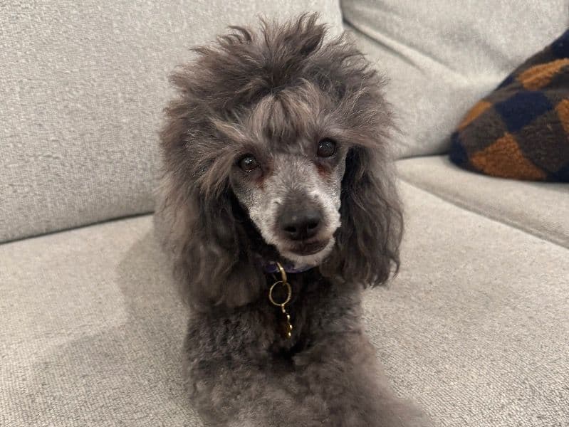 Daisy primary photo