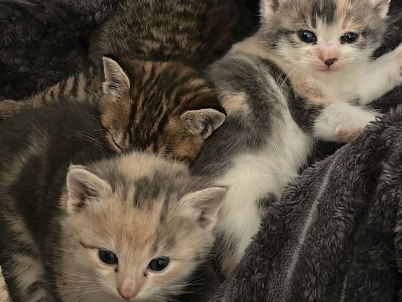 Mixed Litter Of Kittens primary photo