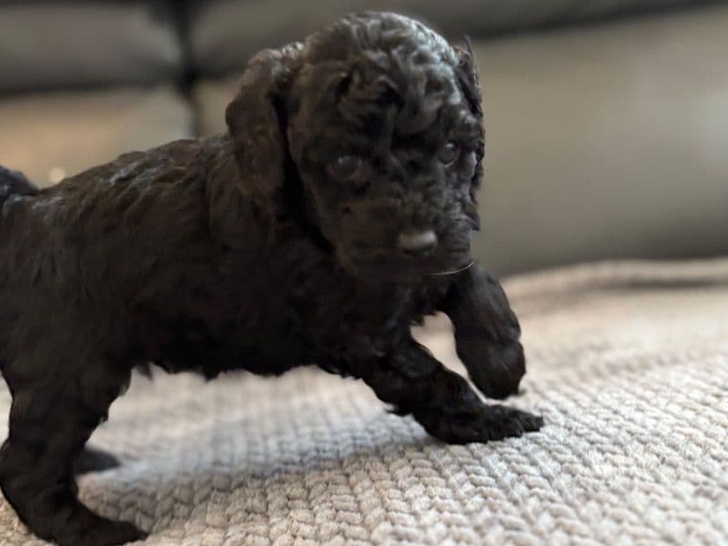 Pup 2 primary photo