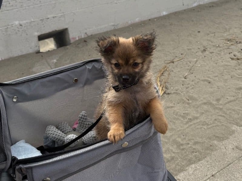 Mochi primary photo