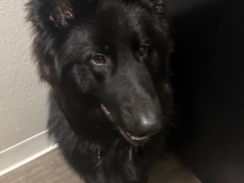 Hiro primary photo