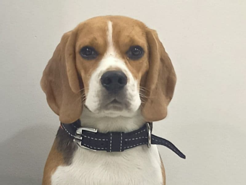 Max primary photo