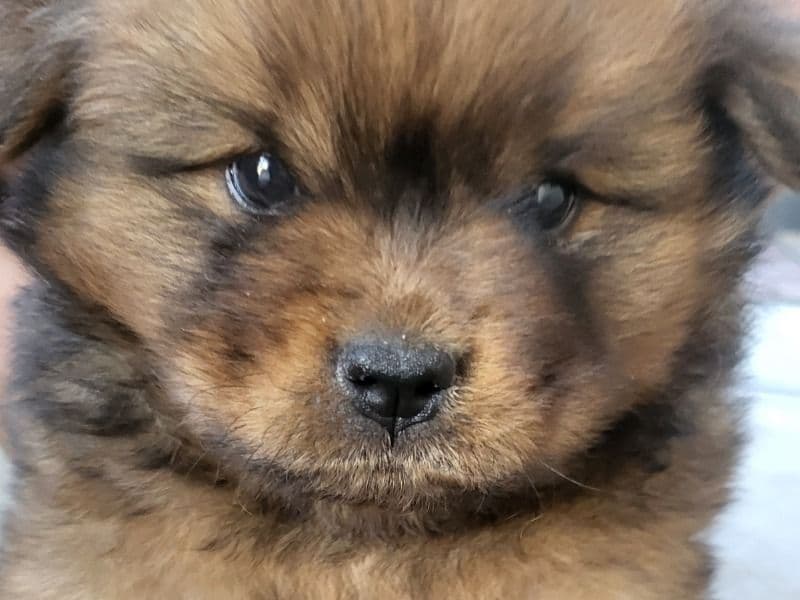 Mocha primary photo