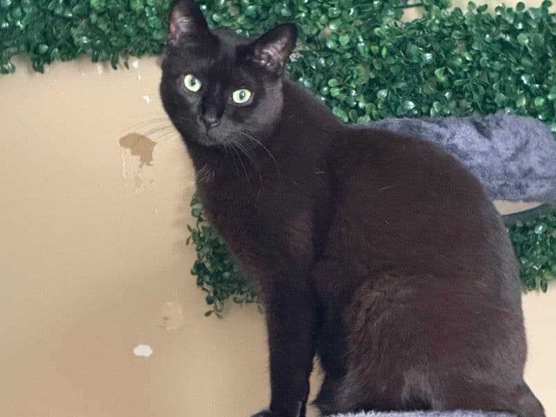 Onyx primary photo