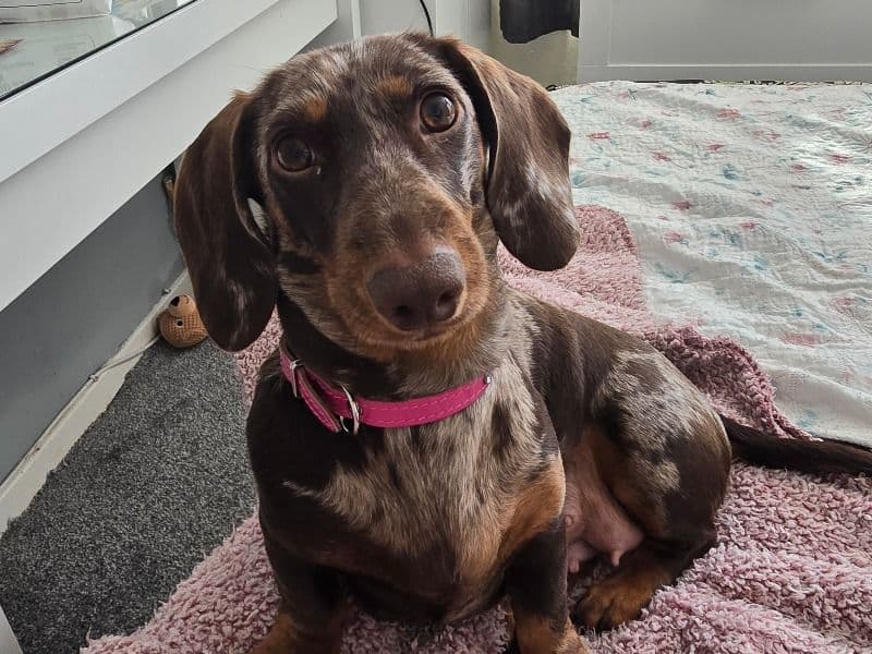 Rosie primary photo