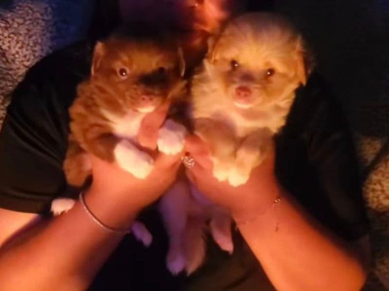 Long Hair Chihuahua Puppies primary photo