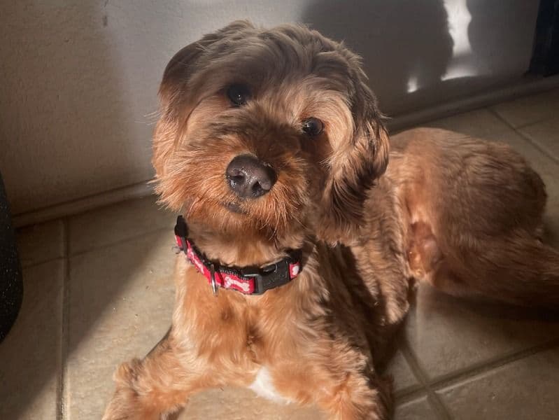 Teddy primary photo