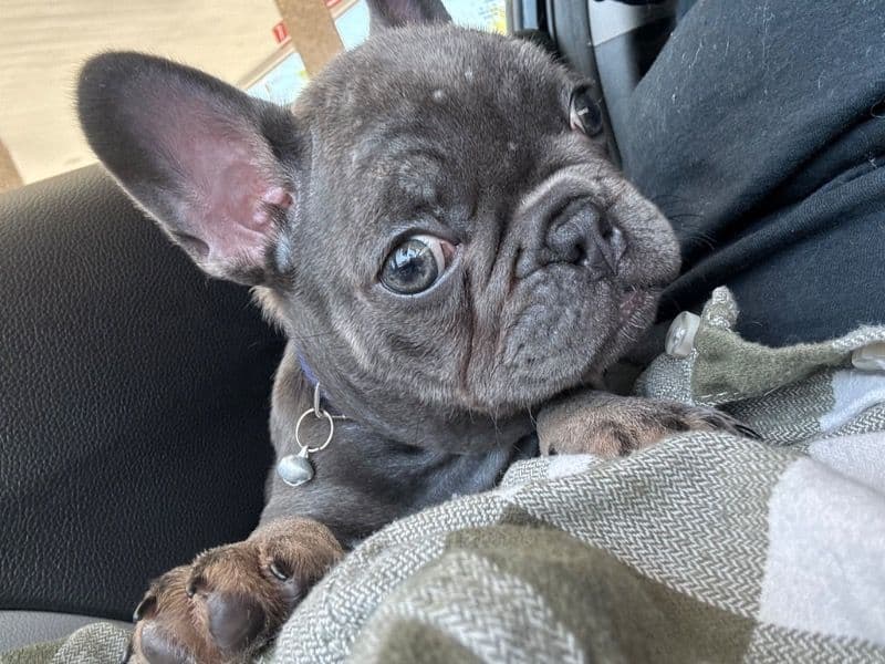 Stitch primary photo