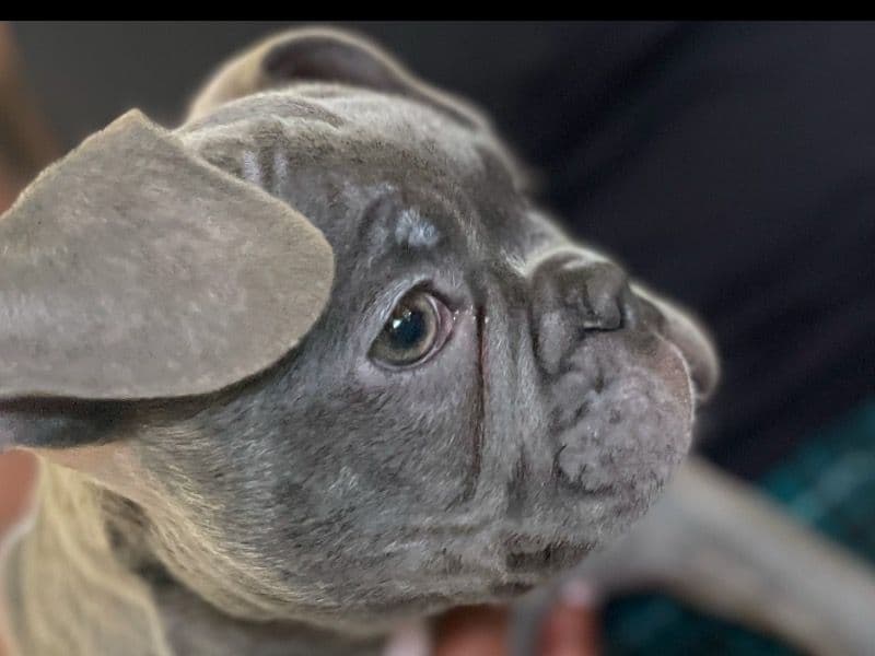 Bruno primary photo