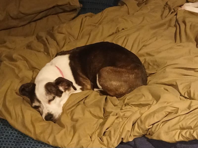 Zoey primary photo