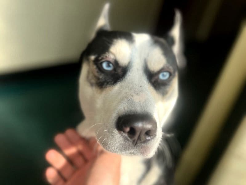 Luna primary photo