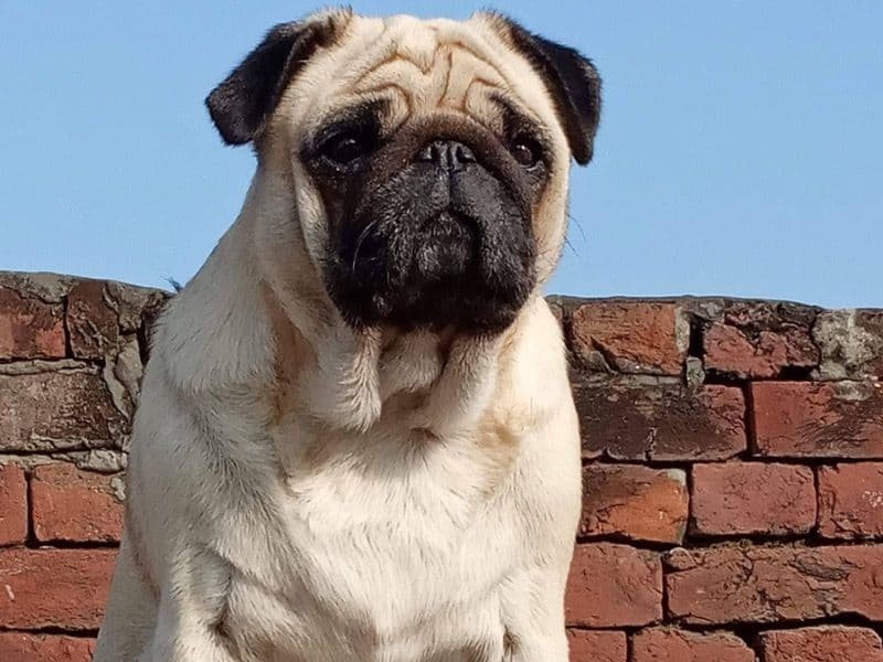 Pugg primary photo