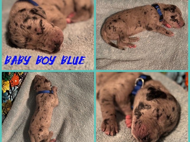 Little Boy Blue primary photo