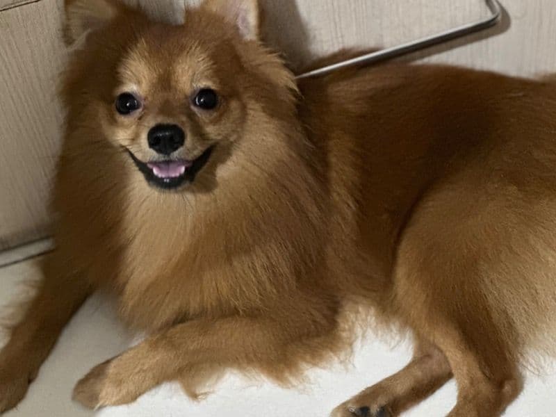 Simba primary photo