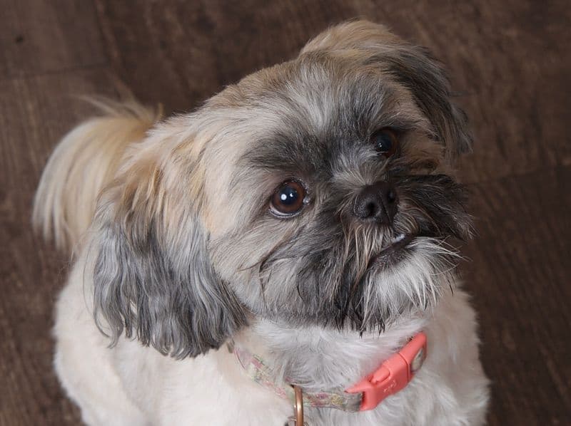 Roxy primary photo