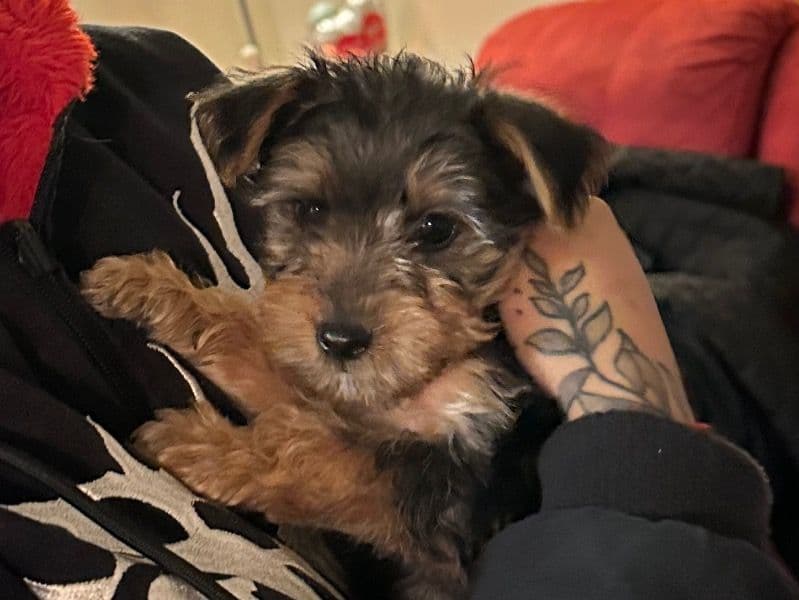 Chewy primary photo